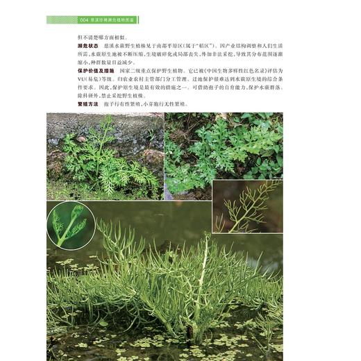 慈溪珍稀濒危植物图鉴/徐绍清 徐路遥 马丹丹 著/浙江大学出版社 商品图2