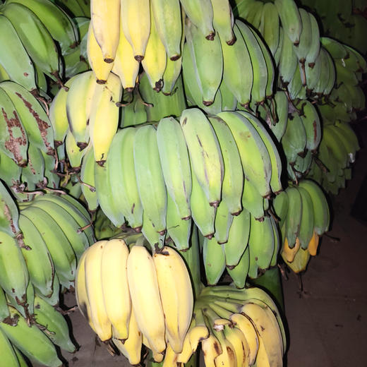 云南西双版纳新鲜小芭蕉现摘软糯香甜现摘现发入口绵柔包邮发货 商品图1