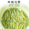 【新茶】茶叶 绿茶 2026新茶 雀舌 宜宾早茶 天府龙芽大师 新茶 茶饮 50g 商品缩略图6