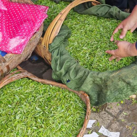 【2瓶 送礼袋 直降20】明前茶信阳毛尖（20260415之后发货） 商品图3