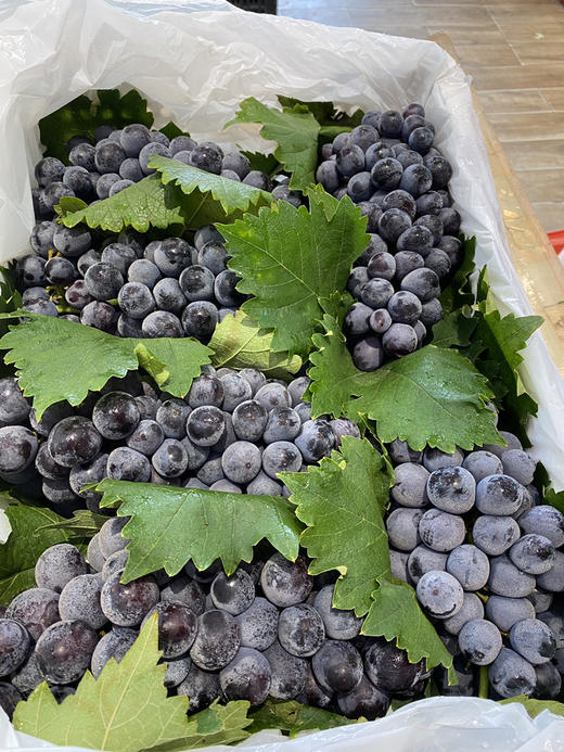 宏丰精选 蓝莓葡萄 入口蓝莓味 甜葡萄   零售19.8一斤 商品图4