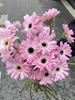 国产花材-【非洲菊】珍爱 商品缩略图0
