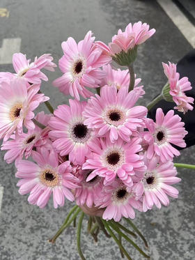 国产花材-【非洲菊】珍爱