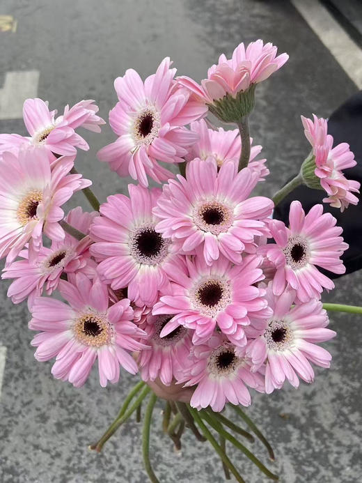 国产花材-【非洲菊】珍爱 商品图0