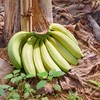 天宝香蕉🍌【国家地理标志产品】，2000多年种植历史   463项检测无农残  皮薄无芯  香软滑糯 吃一口就会爱上 商品缩略图5