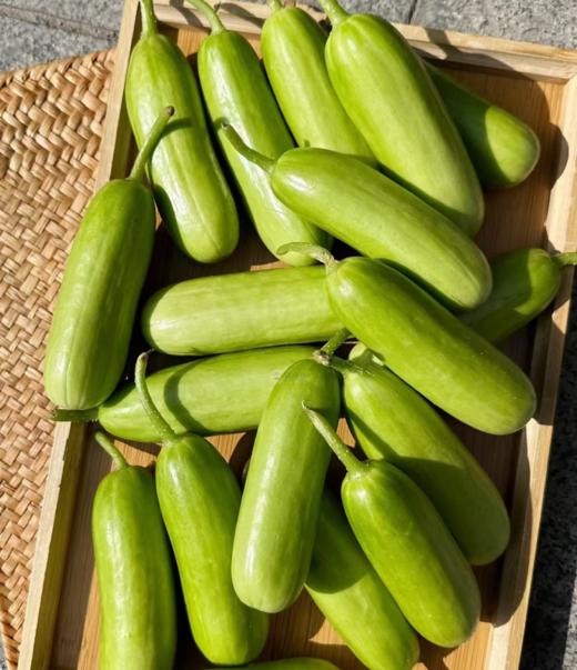 【会员19.5/斤】农夫天下拇指黄瓜 商品图1