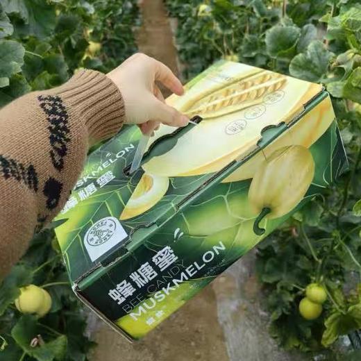 【会员21.5/斤】妮欢蜂糖蜜马连庄甜瓜 商品图4