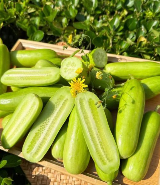 【会员19.5/斤】农夫天下拇指黄瓜 商品图2