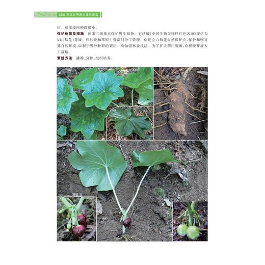 慈溪珍稀濒危植物图鉴/徐绍清 徐路遥 马丹丹 著/浙江大学出版社 商品图4