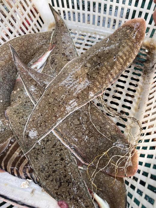 xm断货王{护眼补钙海鱼！新鲜无刺！！！}刚回港的深海龙利鱼，每一条精挑细选发货，顺丰冷链送货上门 厨房小白也能轻松搞定，几分钟就能端上一盘硬菜！ 商品图4