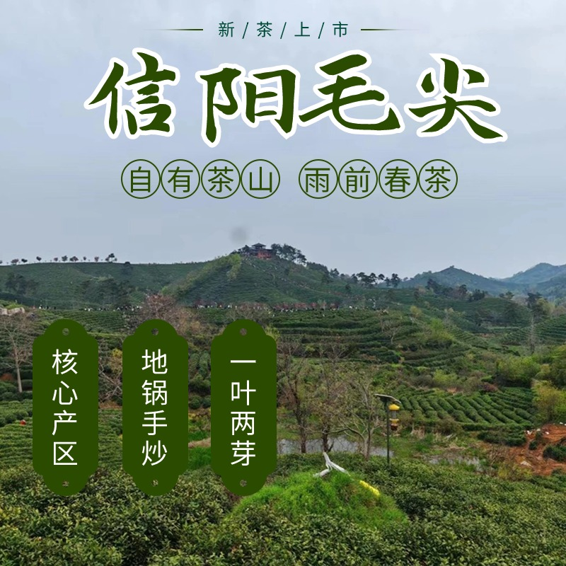 【2瓶 送礼袋 直降20】明前茶信阳毛尖（20260415之后发货）