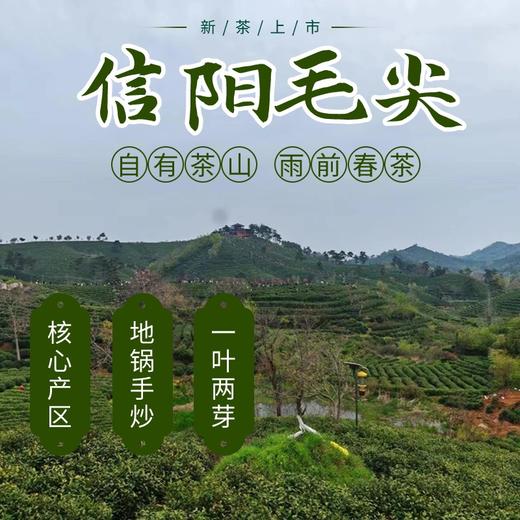 【2瓶 送礼袋 直降20】明前茶信阳毛尖（20260415之后发货） 商品图0