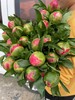 超级珊瑚芍药花5支 商品缩略图10