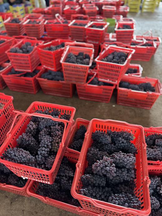 【茉莉香无核葡萄】一种精致的葡萄，身上也散发着芳香，揪下一颗扔到嘴里，牙齿略微一施力，就像咬开了一颗🍇葡萄味的“爆珠”。 商品图4