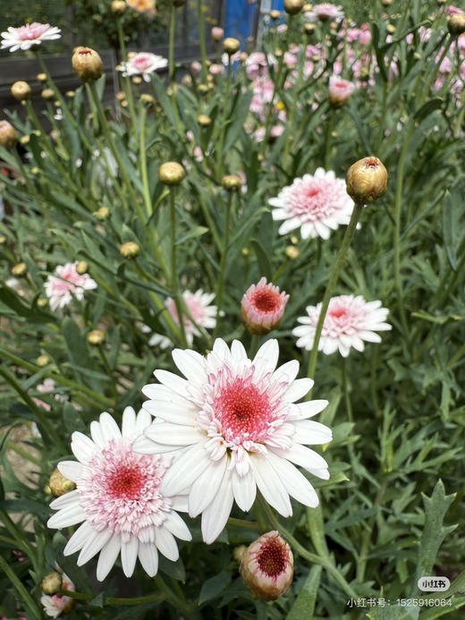 【少女心】玛格丽特-草莓心  约10枝/扎 商品图2