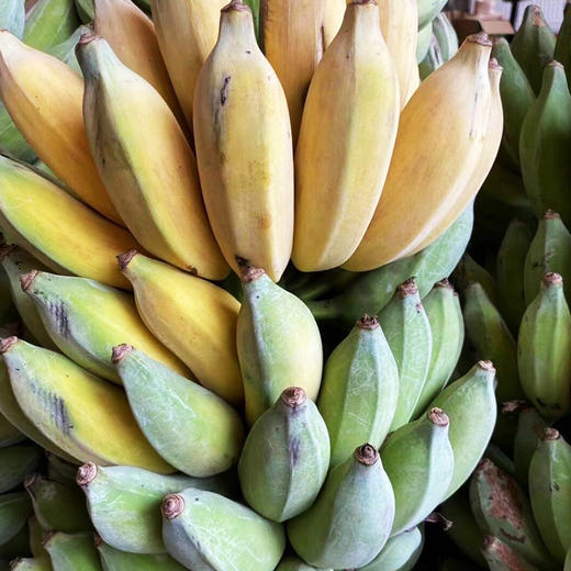 云南西双版纳新鲜小芭蕉现摘软糯香甜现摘现发入口绵柔包邮发货 商品图2