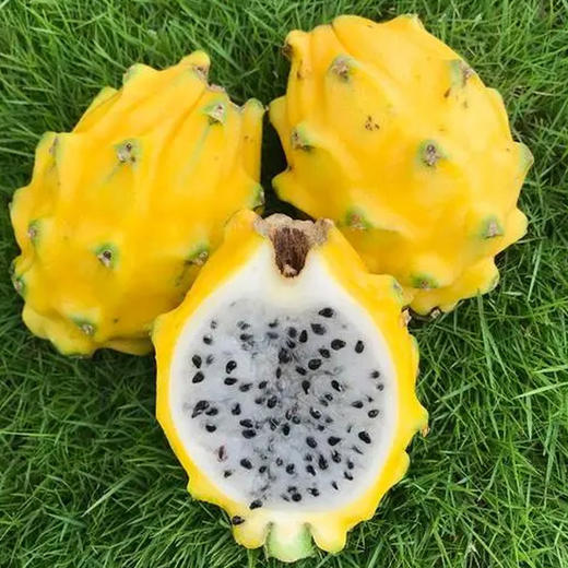 【黄金燕窝果（麒麟果） 海南特产 高品质】果肉丝滑如燕窝，爽滑细腻，甜蜜多汁 商品图2