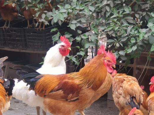 草鸡蛋一盒（50枚） 商品图0