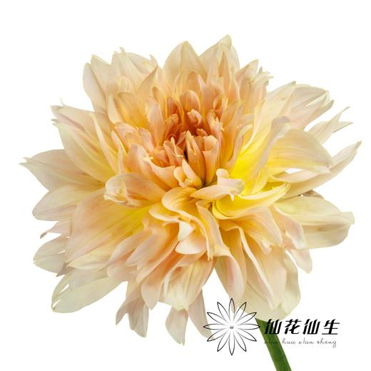 大丽花 | 乔微儿的最爱 商品图6