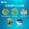 华畜硅藻藻种水产养殖小球藻绿藻鱼虾蟹水产复合藻种调水肥水培藻 商品缩略图4