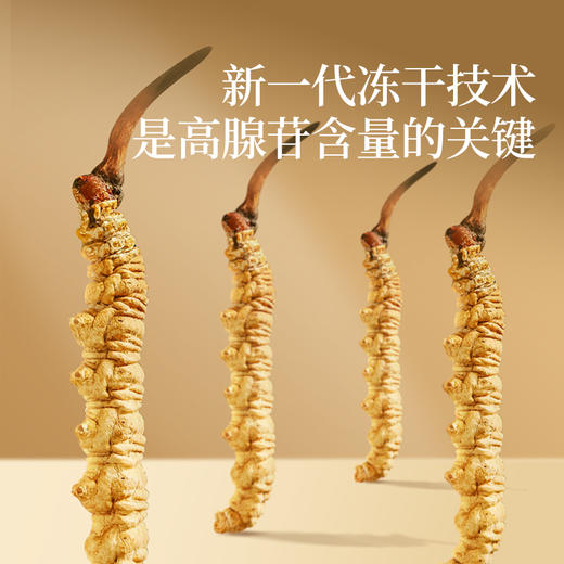 【正宗同仁堂品牌】北京同仁堂 青源堂 冻干冬虫夏草（人工抚育）--50/10克  SY 商品图4