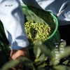 【钱塘核心产区茶园直采 2026明前头采 特级龙井 】蓝田序明前头采特级龙井茶125g 一芽一叶或一芽两叶原料 色泽嫩绿 鲜嫩度高 豆香+栗香味十足 预售款月底发货 商品缩略图4