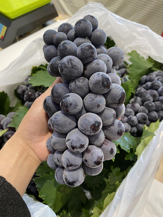 宏丰精选 蓝莓葡萄 入口蓝莓味 甜葡萄   零售19.8一斤 商品图1