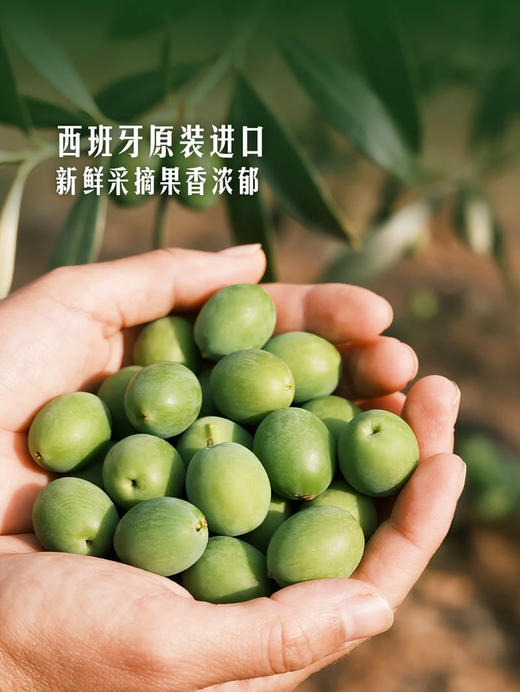 Member's Mark 特级初榨橄榄油1L 山姆会员店商品非商品原因不支持退款 商品图4