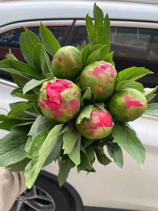 超级珊瑚芍药花5支 商品图7