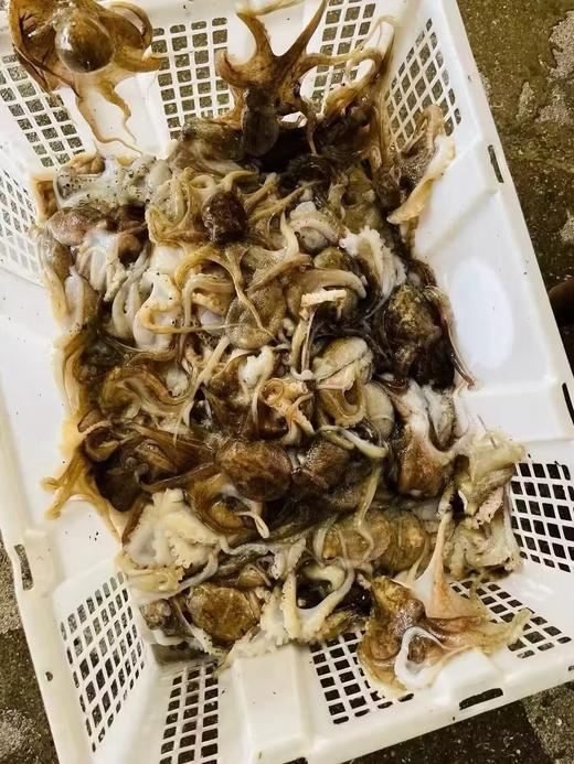 L''海洋的味道！去肚小章鱼，原汁原味，一口一个鲜！400g/盒 商品图3