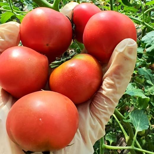 鸿翠园 有机小草莓柿子（有机铁柿子） 商品图0