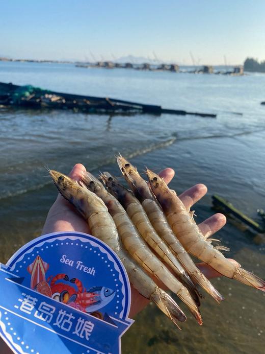 xm 今日100%新鲜回港，即将售空！！！！“断货王”白笋虾，强势回归 带有虾膏的顶级海虾！顺丰冷链活冻锁鲜到家 商品图4