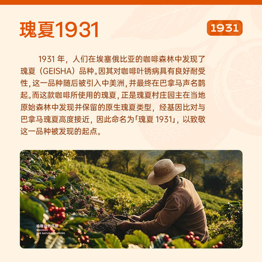 【红美人柑橘】瑰夏1931水洗 G1手冲精品意式咖啡豆 商品图3