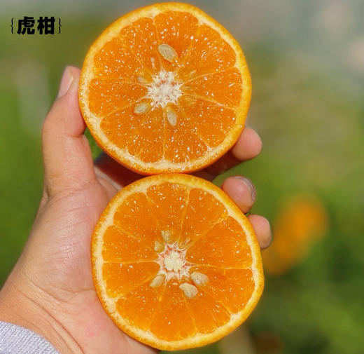 礼盒装4斤大果【云南高山虎柑】黄金甜酸比，果大肉多，自带糖化虎皮斑，不打蜡不打甜味剂 商品图1