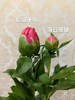 超级珊瑚芍药花5支 商品缩略图3