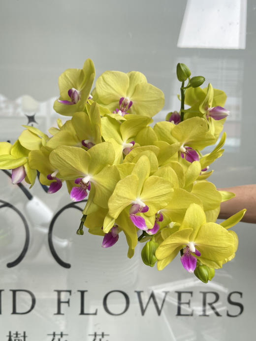 国产花材-【青梨】蝴蝶兰 商品图1