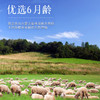 【沙漠甜心】内蒙古大草原散养原切无添加羊寸排肉1kg/袋 商品缩略图4