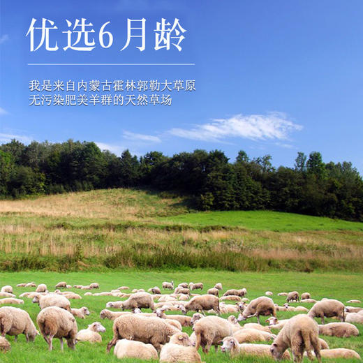 【沙漠甜心】内蒙古大草原散养原切无添加羊寸排肉1kg/袋 商品图4