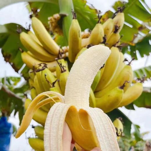 天宝香蕉🍌【国家地理标志产品】，2000多年种植历史   463项检测无农残  皮薄无芯  香软滑糯 吃一口就会爱上 商品图2