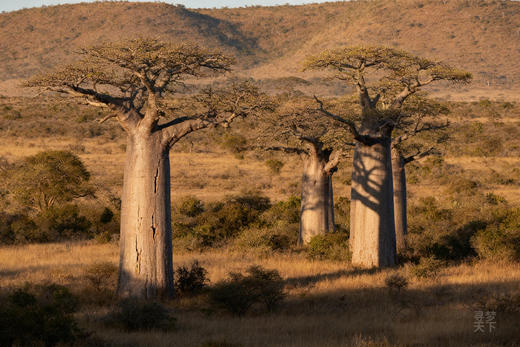 东南部非洲17天人文风光摄影团 ·全景非洲四国连游：埃塞俄比亚，津巴布韦、纳米比亚、南非四国连游 商品图0