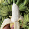 云南西双版纳新鲜小芭蕉现摘软糯香甜现摘现发入口绵柔包邮发货 商品缩略图4