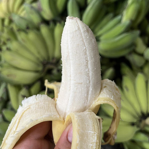 云南西双版纳新鲜小芭蕉现摘软糯香甜现摘现发入口绵柔包邮发货 商品图4