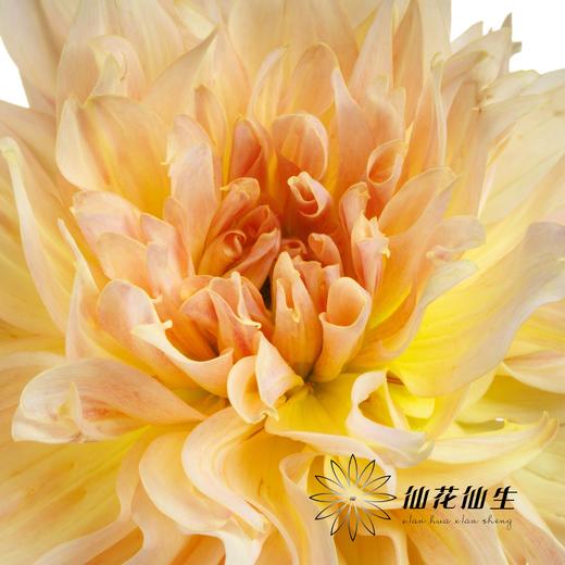 大丽花 | 乔微儿的最爱 商品图1