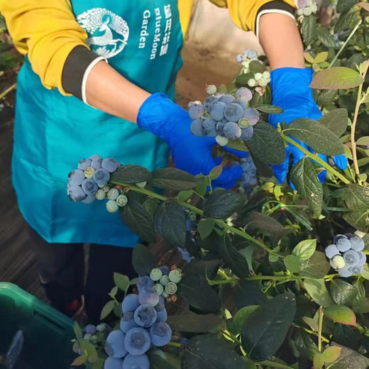 【72小时发货】基地直发 | 古楼子生态蓝莓 | 辽宁丹东 商品图5