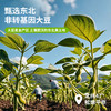 【秒杀】【29.9元2盒】豆大狮红枣枸杞血橙七红植物萃豆浆粉黄芪党参植萃豆浆粉小米南瓜猴头菇七黄植萃豆浆粉200g 商品缩略图1
