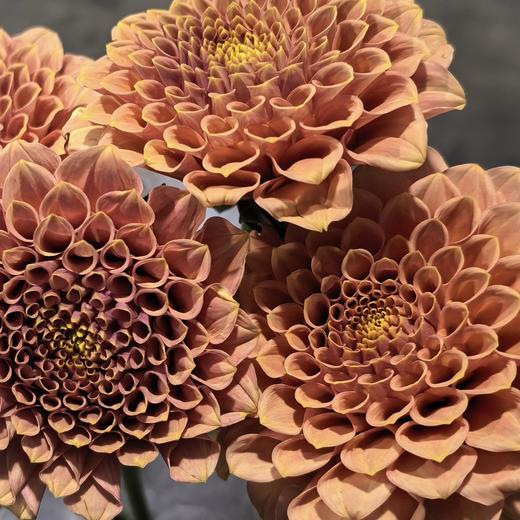 大丽花 | 摇滚乐 商品图0