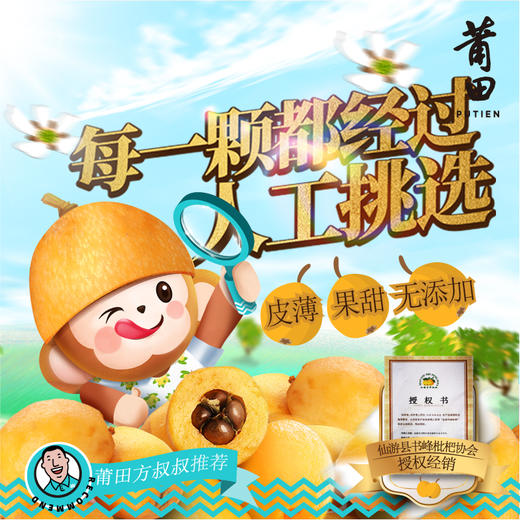 莆田好食材 |  莆田书峰老树早钟枇杷，限量供应，包邮到家！ 商品图1