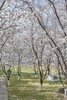 🌸 绍兴兰亭璞燊酒店×春樱有信 商品缩略图7