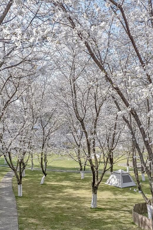 🌸 绍兴兰亭璞燊酒店×春樱有信 商品图7