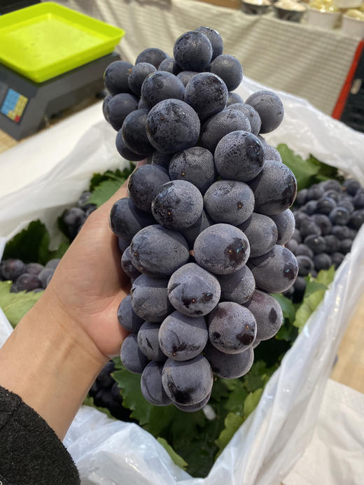 宏丰精选 蓝莓葡萄 入口蓝莓味 甜葡萄   零售19.8一斤 商品图5
